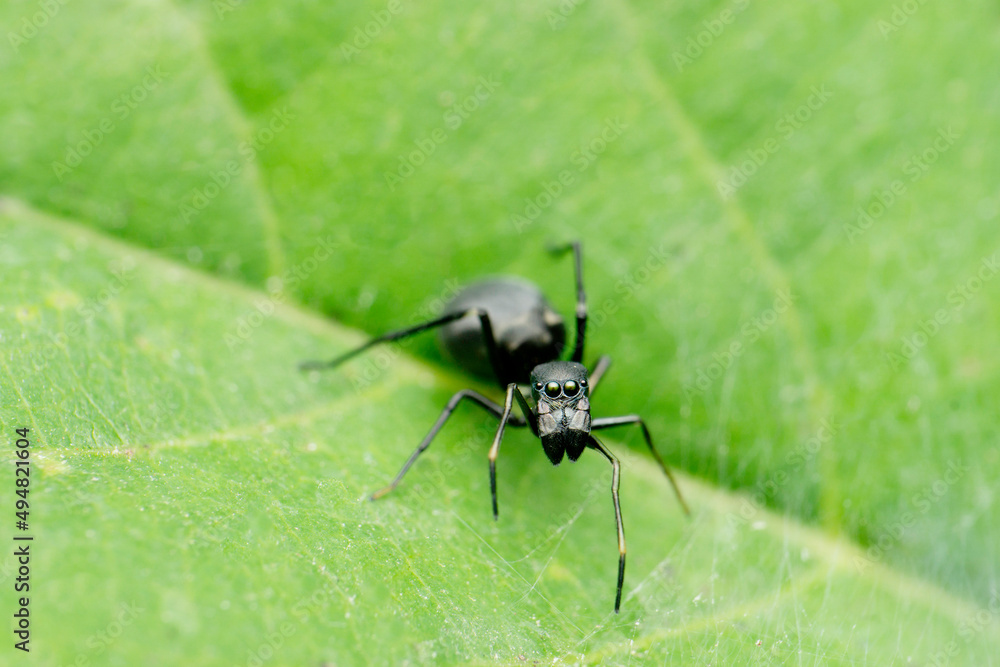 Ant mimic spider , Myrmarachne species, Satara, Maharashtra, India Ant mimic spider , Myrmarachne species, Satara, Maharashtra, India