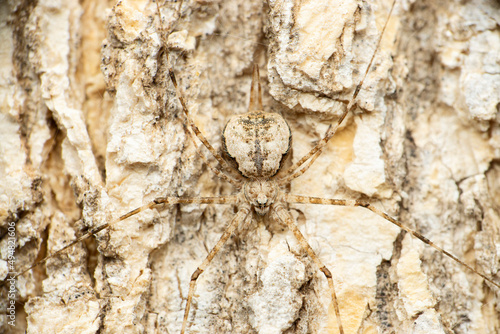 Two tailed spider , Hersilia savignyi, Satara, Maharashtra, India photo