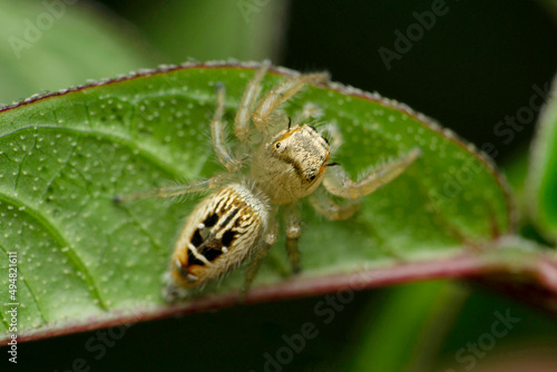 Dorsal view of Jumping spider, Thyene imperialis female, Satara, Maharashtra, India photo