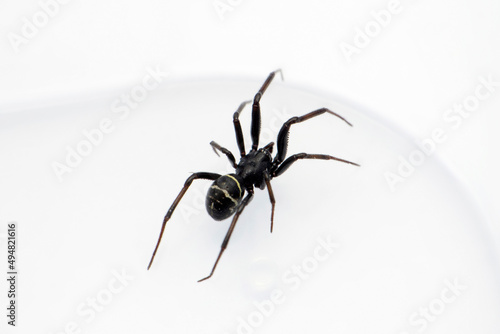 False black widow spider , Steatoda species, Satara, Maharashtra, India © RealityImages