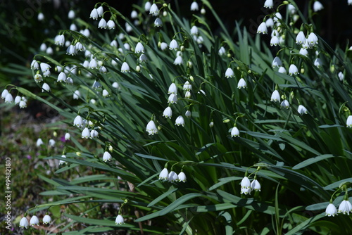 Snowflake flowers. Amaryllidaceae perennial bulbous plants. From March to May  bell-shaped white flowers with green spots on the edges of the petals bloom. 