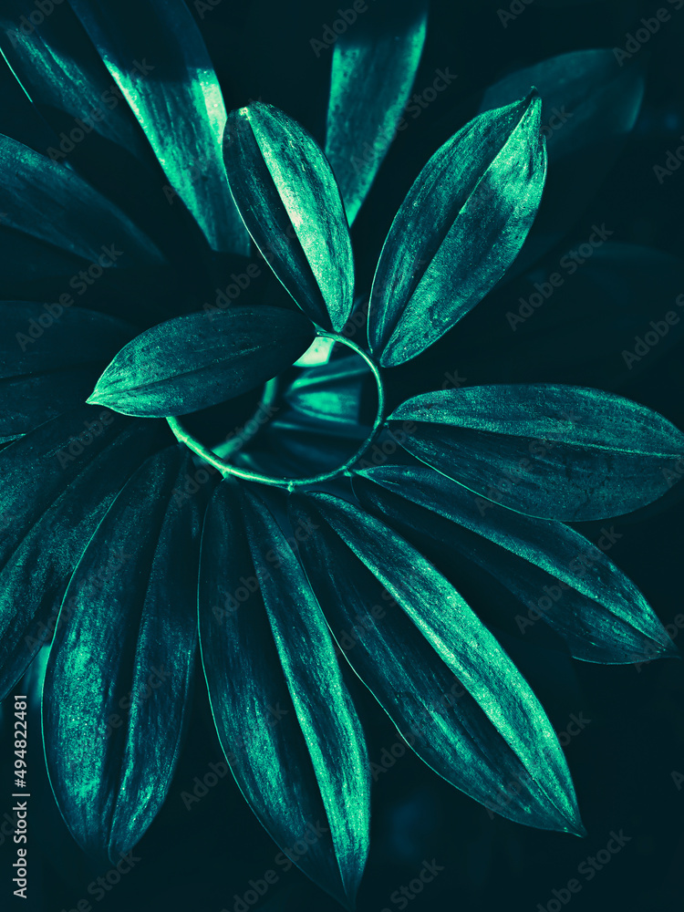 Obraz premium tropical leaves and dark nature background