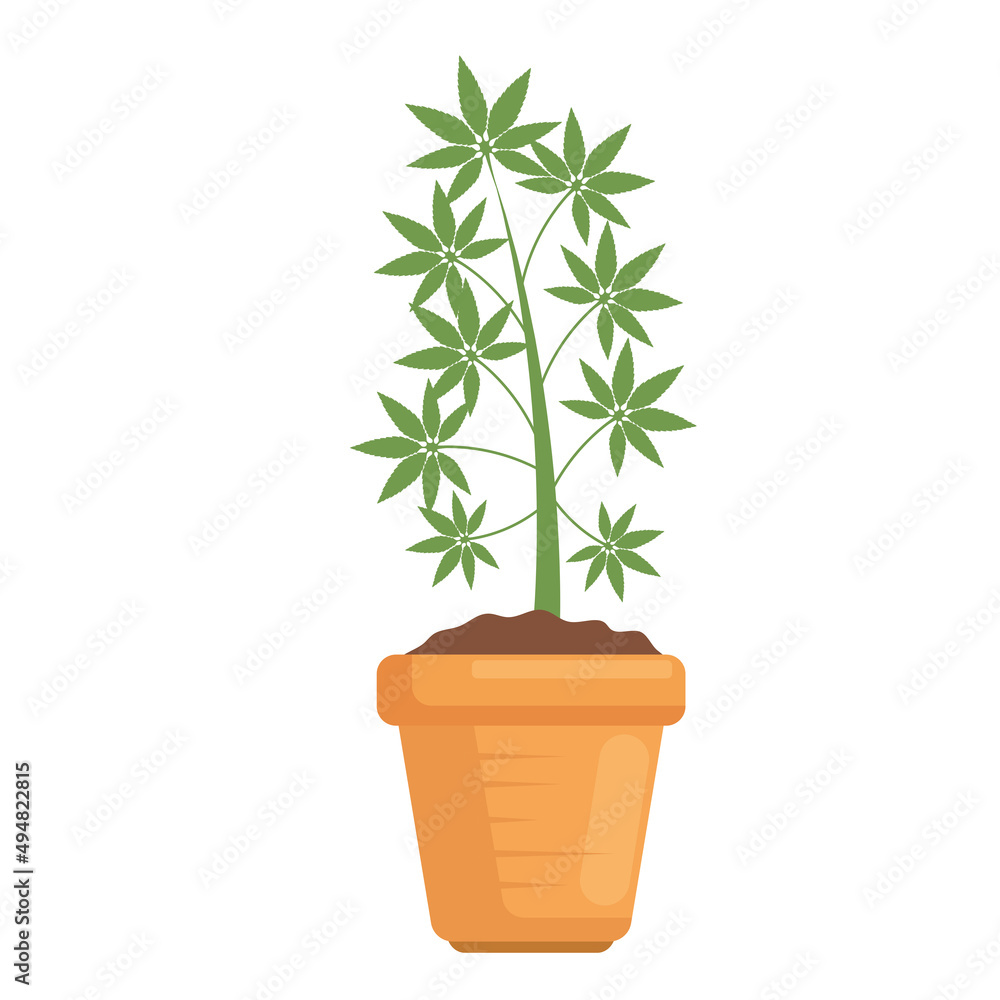 Fototapeta premium cannabis houseplant in pot