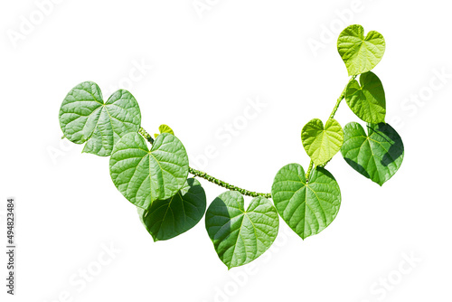 Heart-leaved moonseed plant isolate on white background, Tinospora cordifolia, traditional medicine to treat various photo