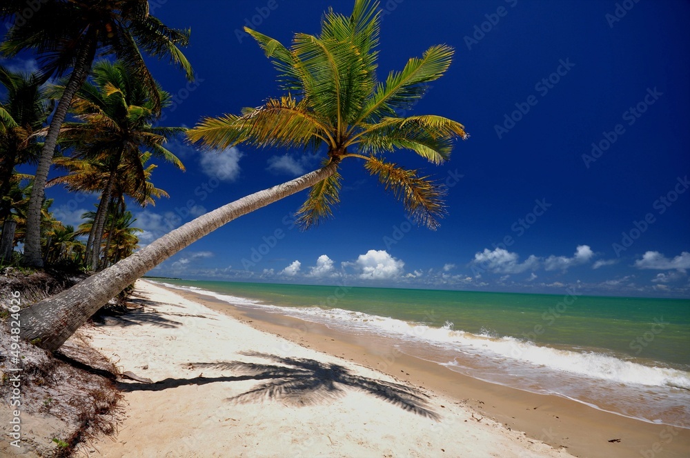 trees on the beach