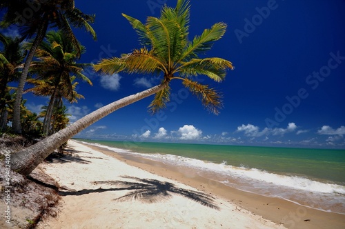 trees on the beach © Antonio