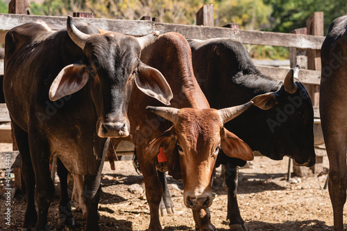 Horizontal view of several bulls outdoors in a corral looking at the camera 