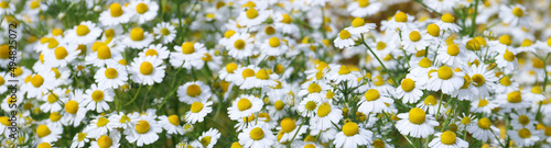 Flower Banner. Chamomile flower field. Chamomile in nature. Field of daisies on a sunny day in nature. Daisy chamomile flowers on a summer day. Chamomile flowers field wide background in sunlight