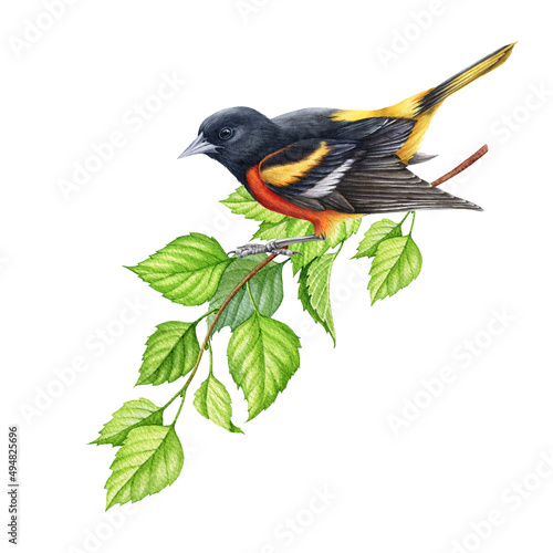 Photography Baltimore oriole bird on a tree branch