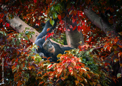 Papier peint Chimpanzees are resting in the trees.