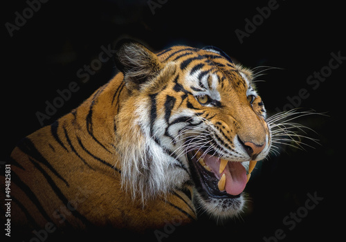 Indochinese tiger roaring on black background.