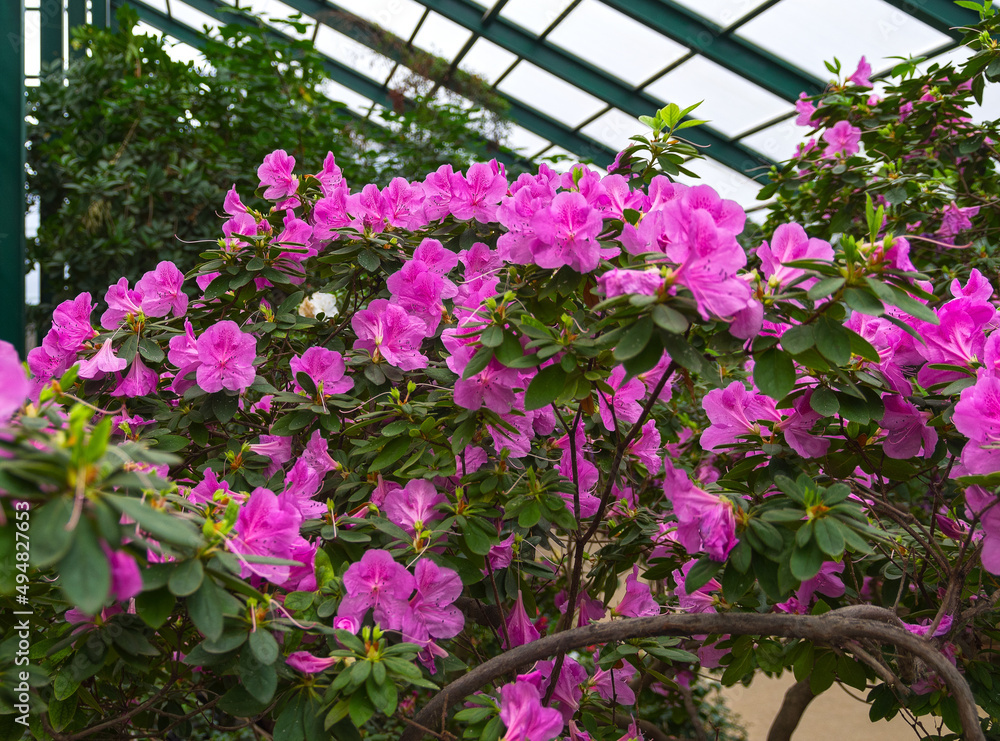 Blooming rhododendron bush in greenhouse
