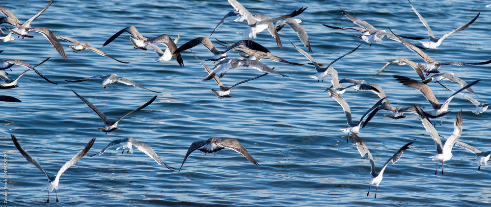 large flock of seagulls on the beach in rhode island - obrazy, fototapety, plakaty 