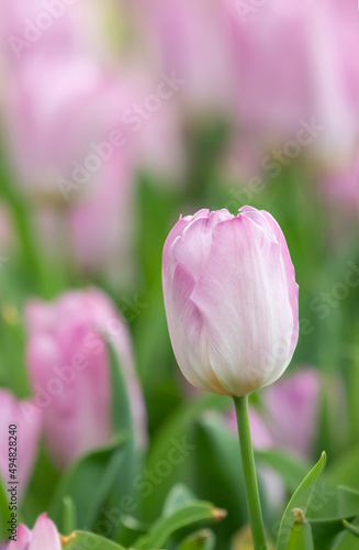 Tulips blooming in the garden