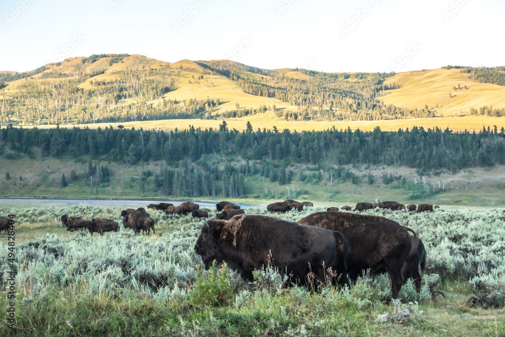 Bison graze in Lamar Valleyat Yellowstone National Bison graze in Lamar Valleyat Yellowstone National
