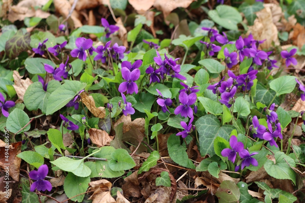 Bunch of purple Common or english Violets in the garden. Viola odorata plants on springtime Bunch of purple Common or english Violets in the garden. Viola odorata plants on springtime