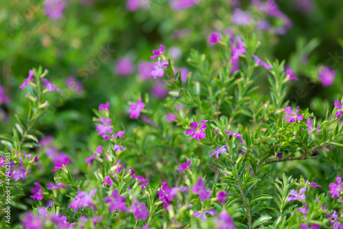 flowers blooming in the indoor garden