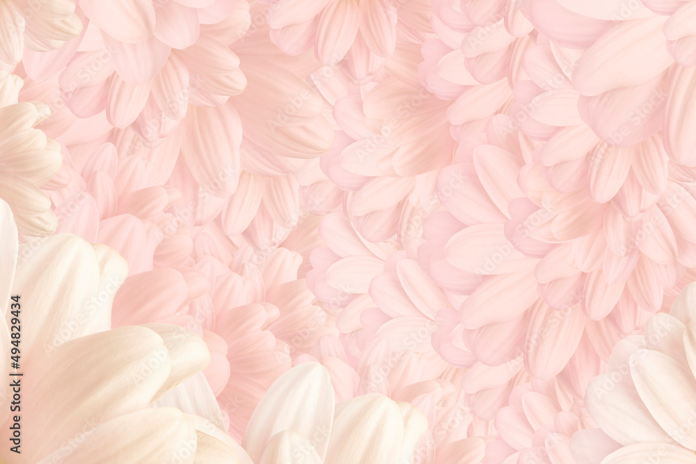 Abstract Chrysanthemum flower background with soft blur for spring or summer time