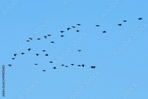 青空を飛ぶ鳥の群れ © 8man