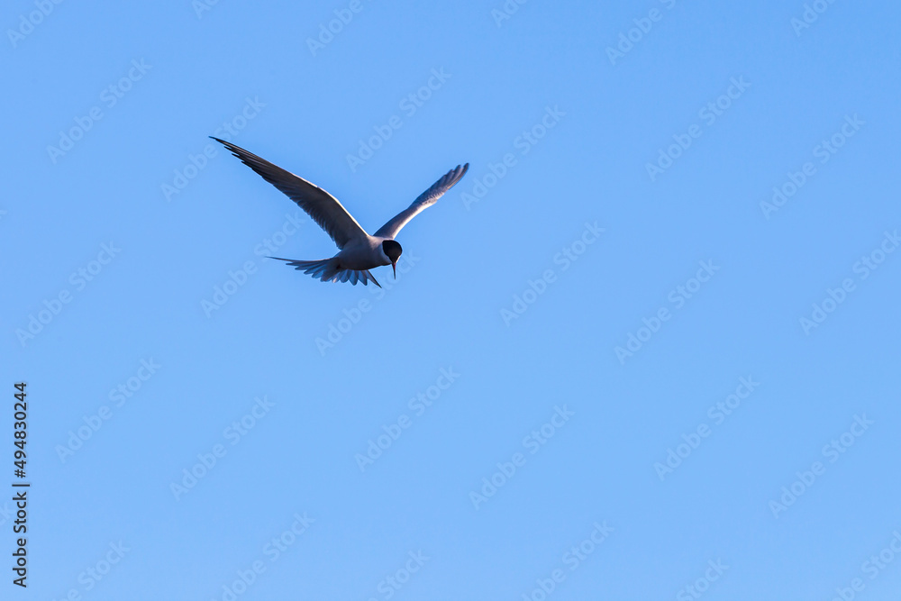Obraz premium Flying Tern on a clear blue sky