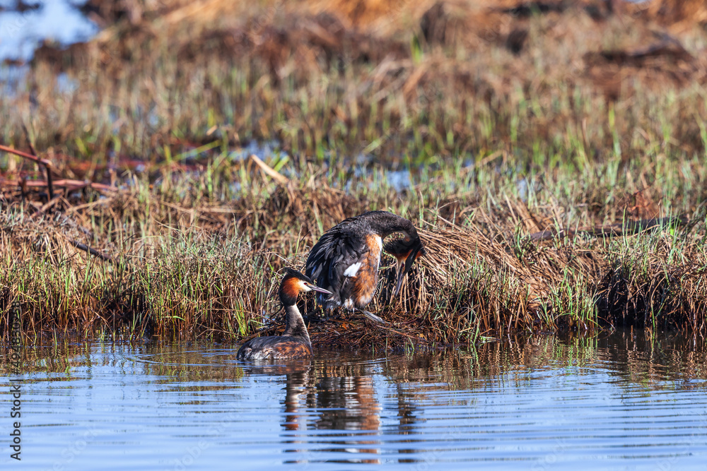 Pair of Great crested grebe at a nest at the lakeshore Pair of Great crested grebe at a nest at the lakeshore
