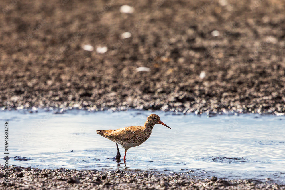 Redshank wading bird walking on a mudflat Redshank wading bird walking on a mudflat