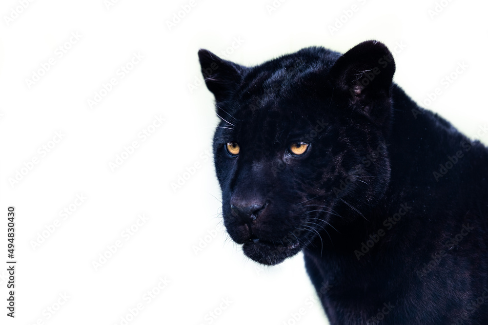 Portrait of a black jaguar with a whitebackground Portrait of a black jaguar with a whitebackground