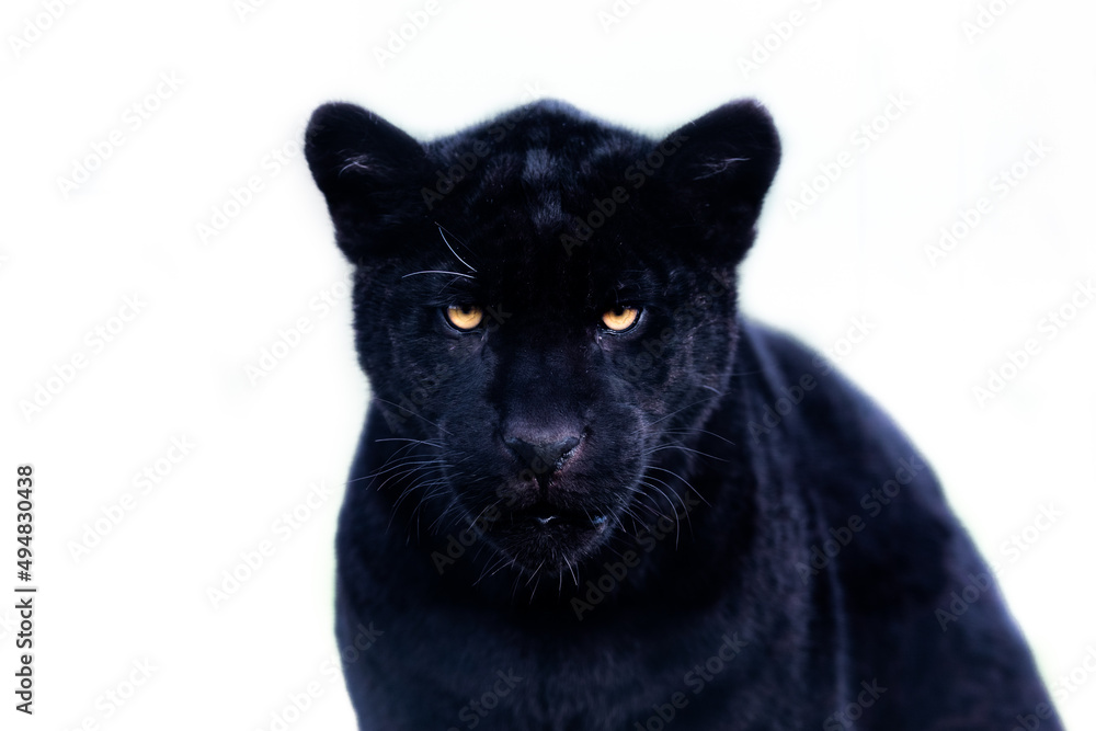 Portrait of a black jaguar with a whitebackground