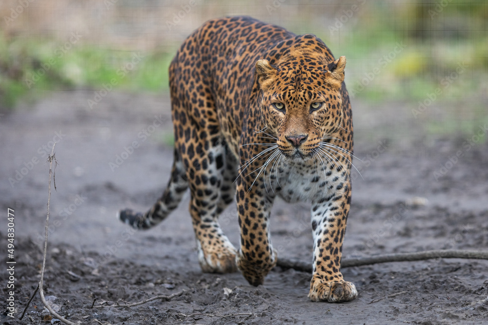 Portrait of a leopard in the forest