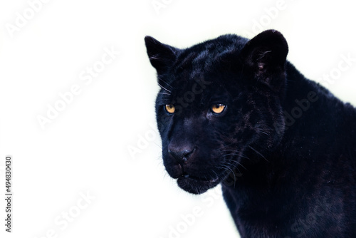 Portrait of a black jaguar with a whitebackground