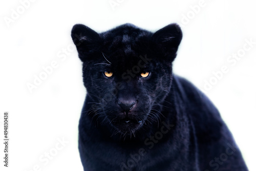 Obraz na płótnie Portrait of a black jaguar with a whitebackground w salonie