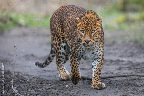 Obraz na płótnie Portrait of a leopard in the forest w salonie