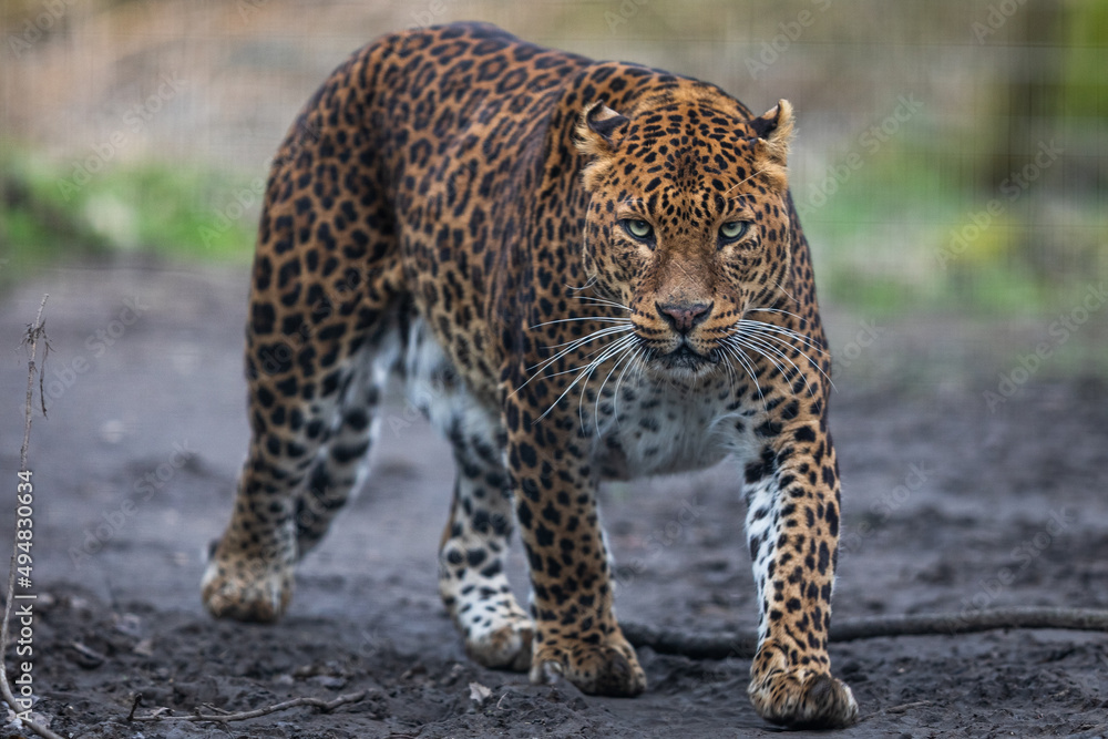 Portrait of a leopard in the forest