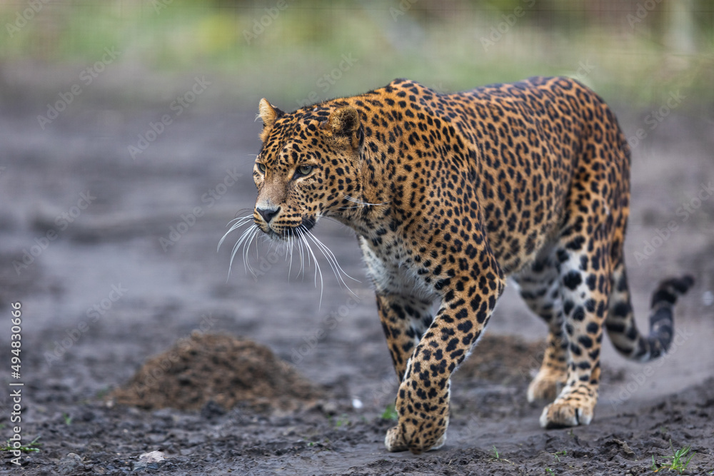 Portrait of a leopard in the forest