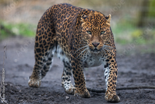 Obraz na płótnie Portrait of a leopard in the forest w salonie
