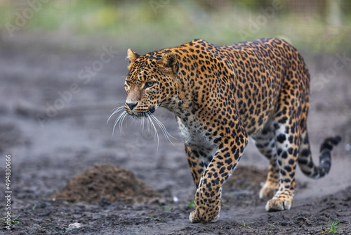 Portrait of a leopard in the forest