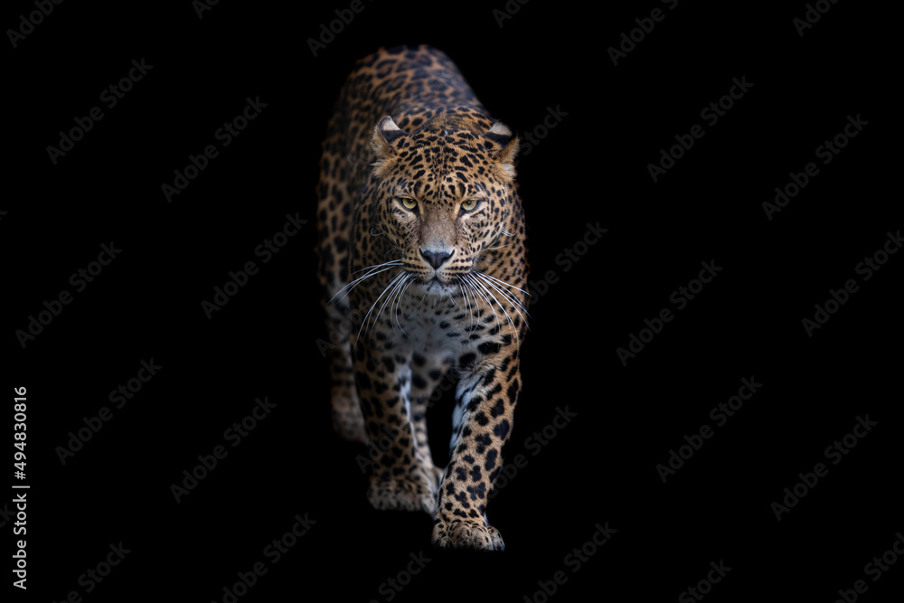Portrait of a leopard with a black background