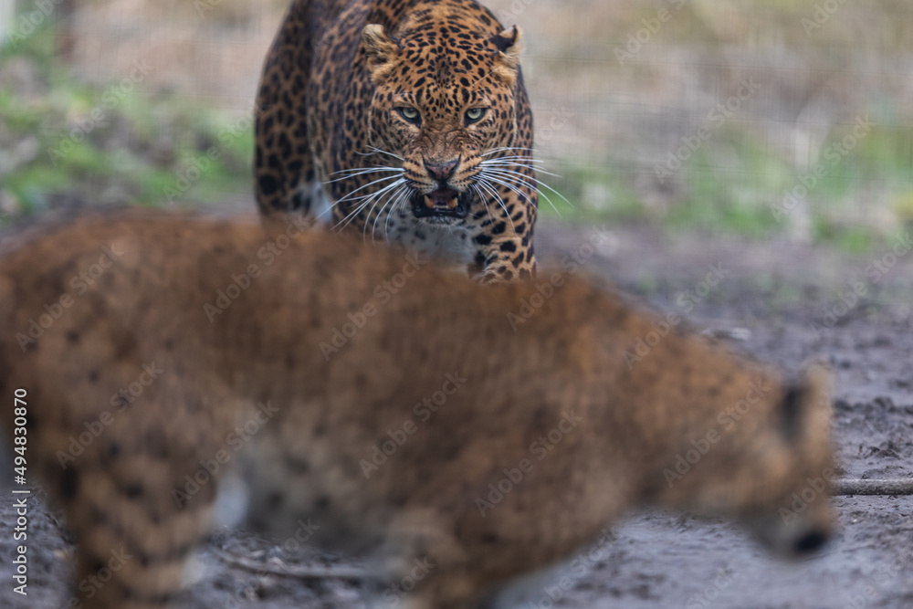Portrait of a leopard in the forest