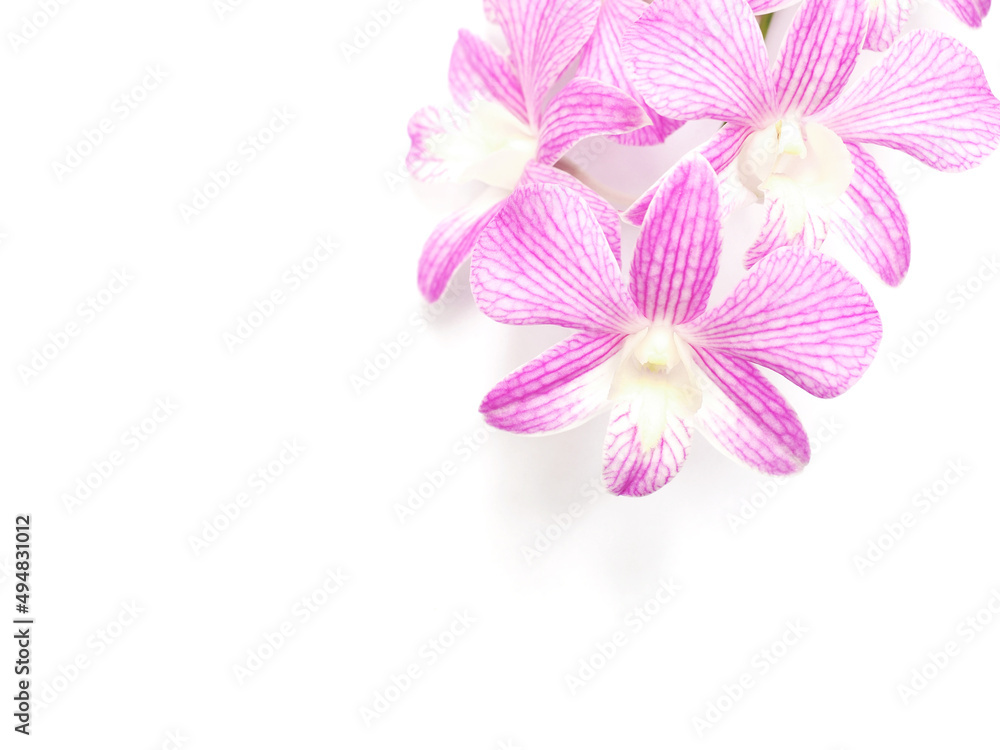 Purple orchid flowers over white background