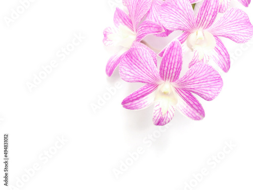Purple orchid flowers over white background