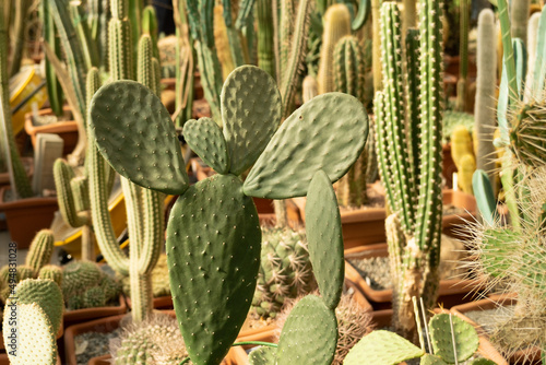 Variety of cacti. Opuntia in the foreground. Green natural background