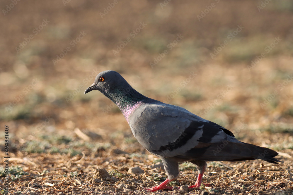 Obraz premium pigeon on the ground. Rock pigeon. Common pigeon. Columba livia. The rock dove, rock pigeon, or common pigeon is a member of the bird family Columbidae.
