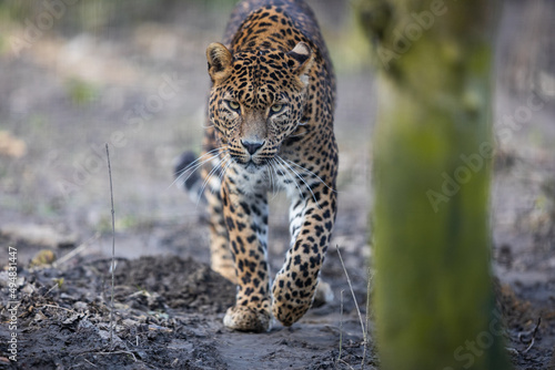 Portrait of a leopard in the forest © AB Photography