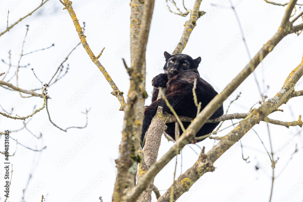 Black panther in the tree