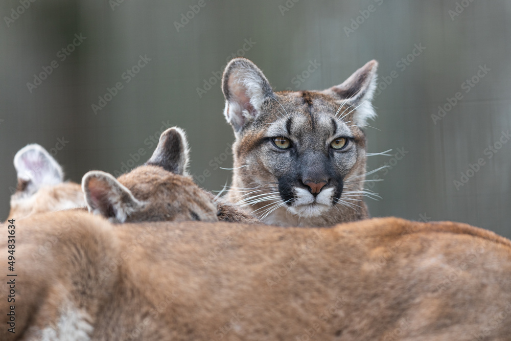 Portrait of puma in the forest