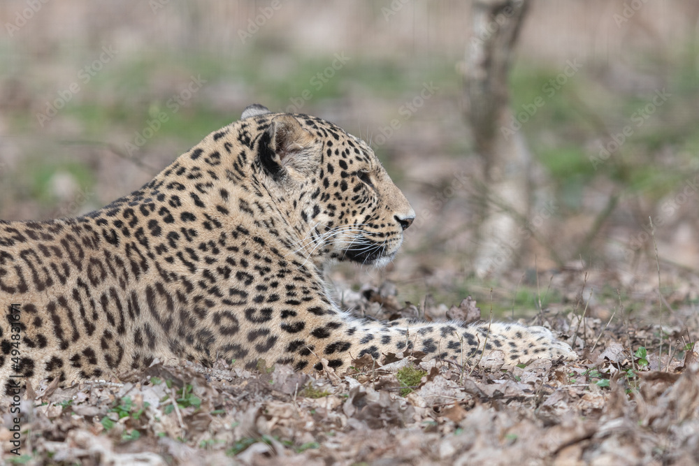 Portrait of a leopard in the forest