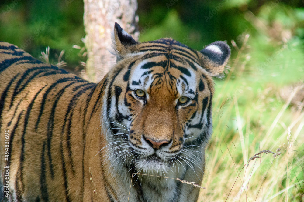 Tiger Tiger