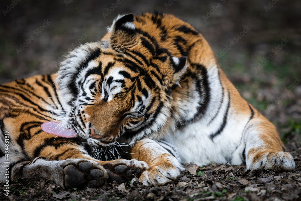 Portrait of a tiger in the forest Portrait of a tiger in the forest