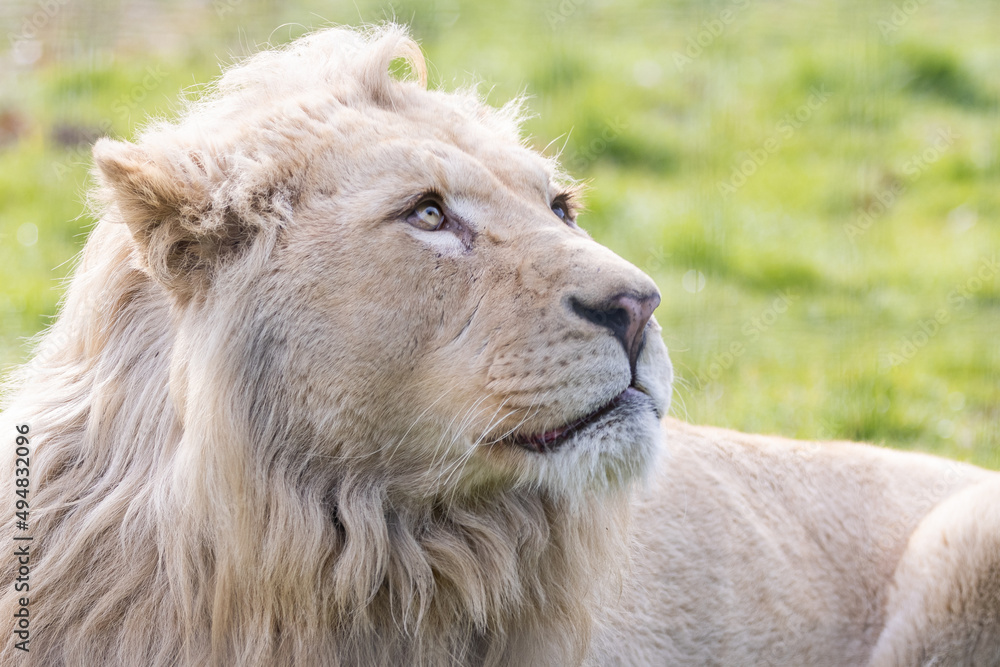 Portrait of a lion in the meadow