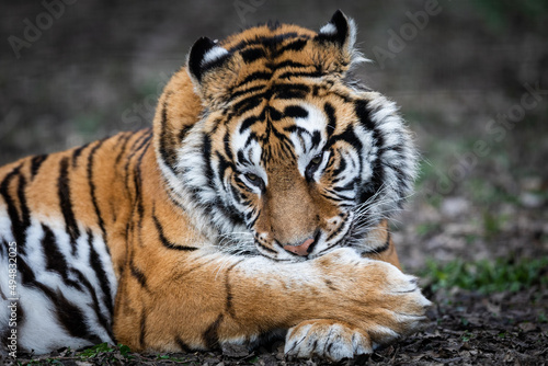 Obraz na płótnie Portrait of a tiger in the forest w salonie